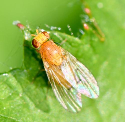 Homoneura sp.